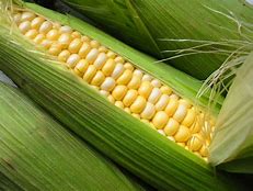 Corn Bi-Colour-U.S.A.